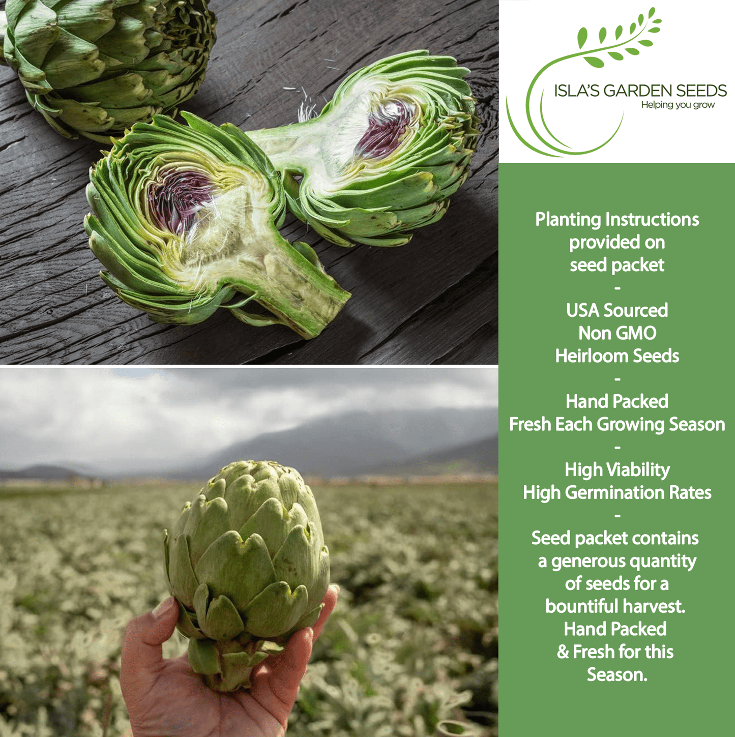 Green Globe Artichoke | 50 Seeds/Pk