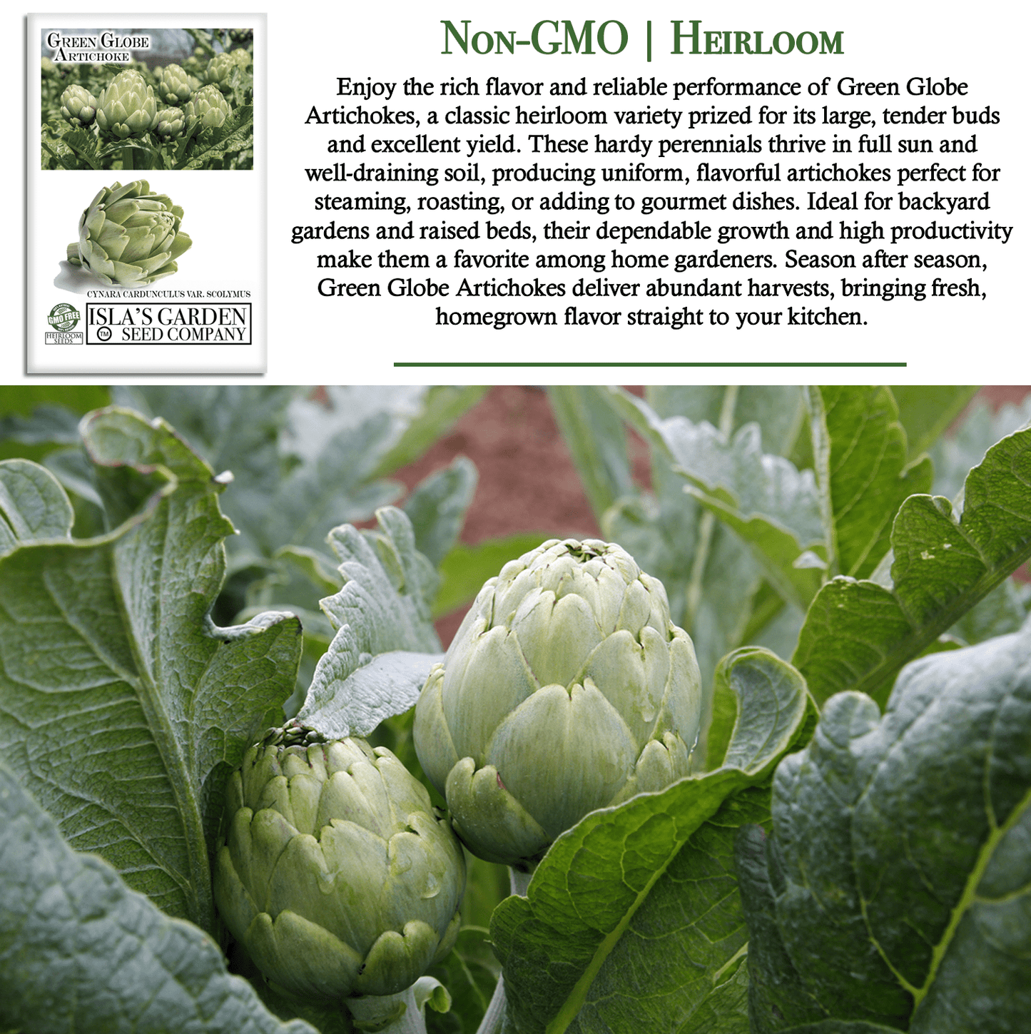 Green Globe Artichoke | 50 Seeds/Pk