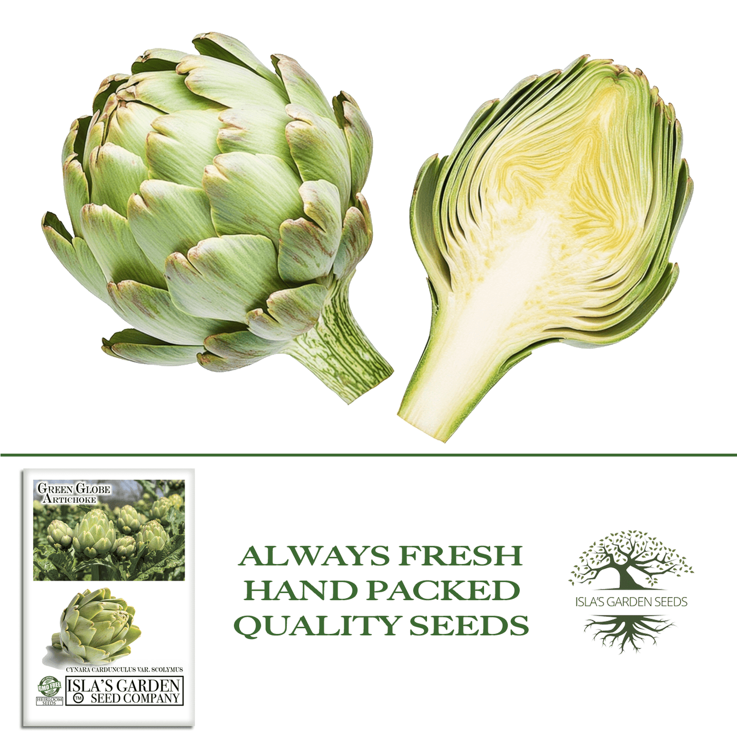 Green Globe Artichoke | 50 Seeds/Pk
