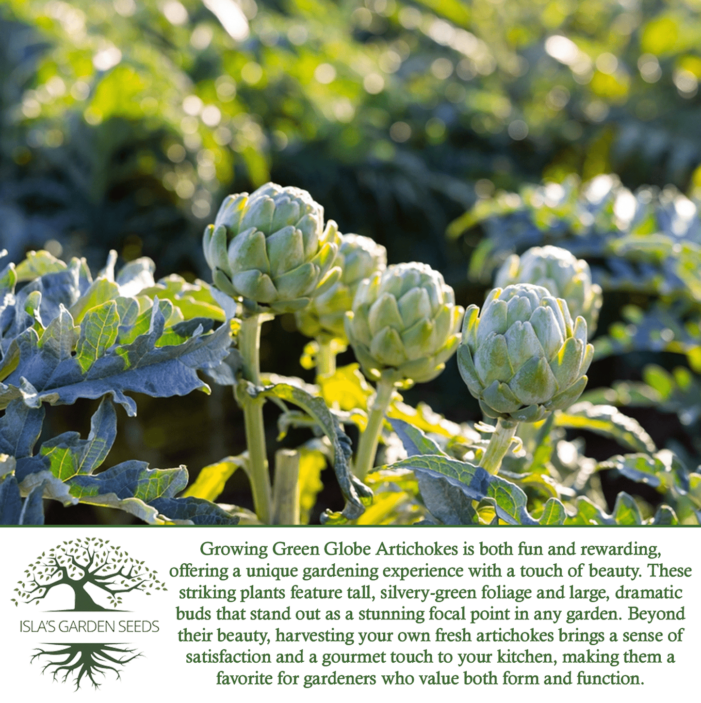 Green Globe Artichoke | 50 Seeds/Pk