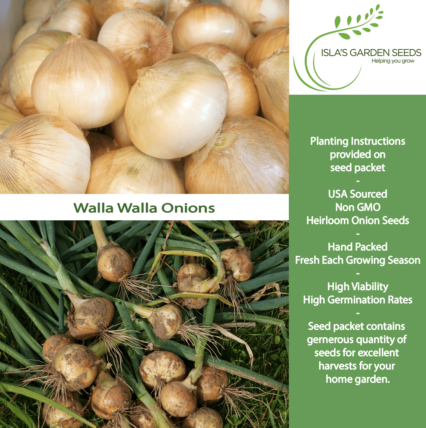 Walla Walla Onion | 300 Seeds/Pk