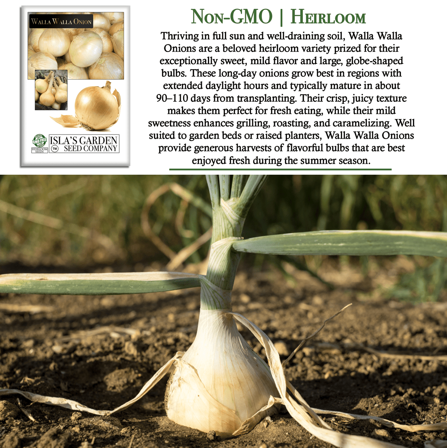 Walla Walla Onion | 300 Seeds/Pk