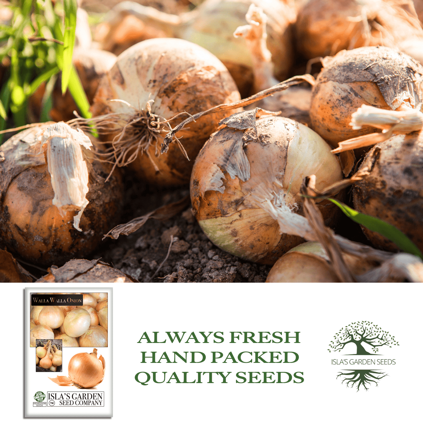 Walla Walla Onion | 300 Seeds/Pk