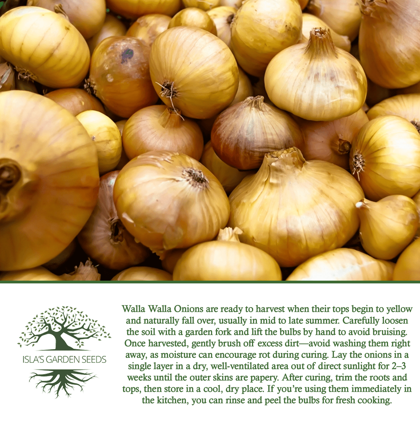 Walla Walla Onion | 300 Seeds/Pk