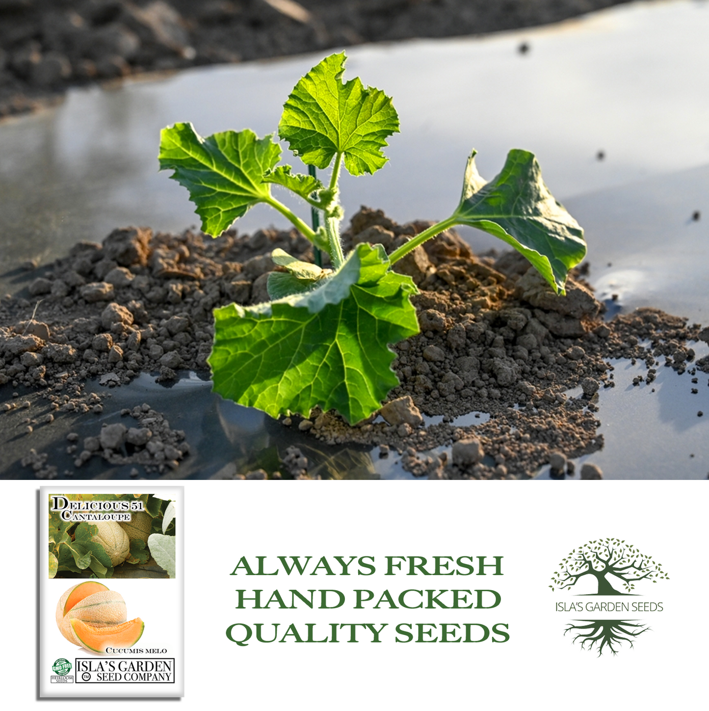Delicious 51 Cantaloupe | 50 Seeds/Pk