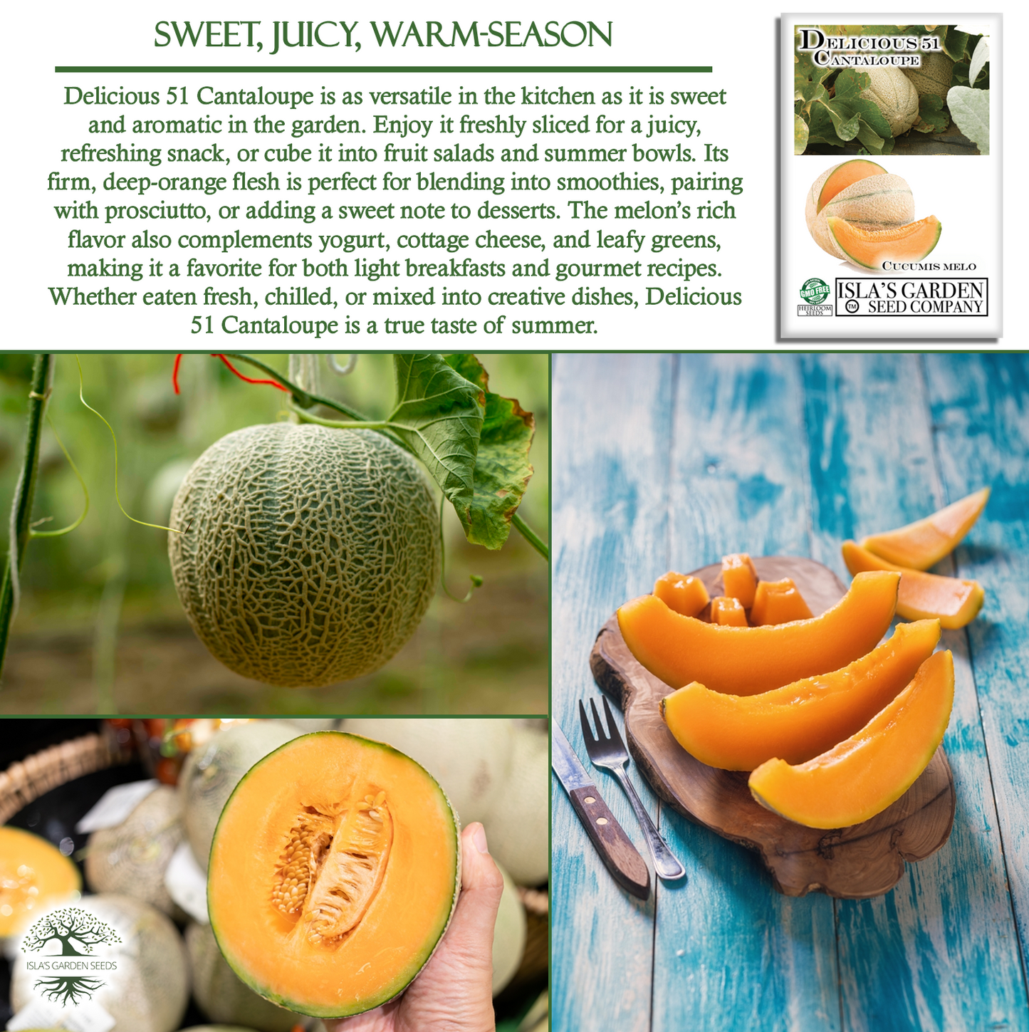 Delicious 51 Cantaloupe | 50 Seeds/Pk