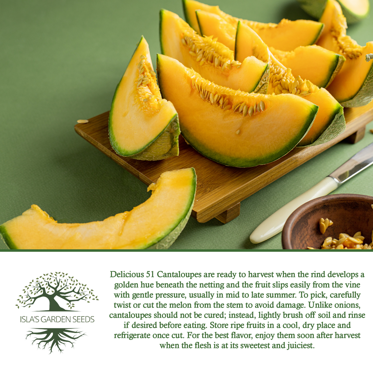 Delicious 51 Cantaloupe | 50 Seeds/Pk