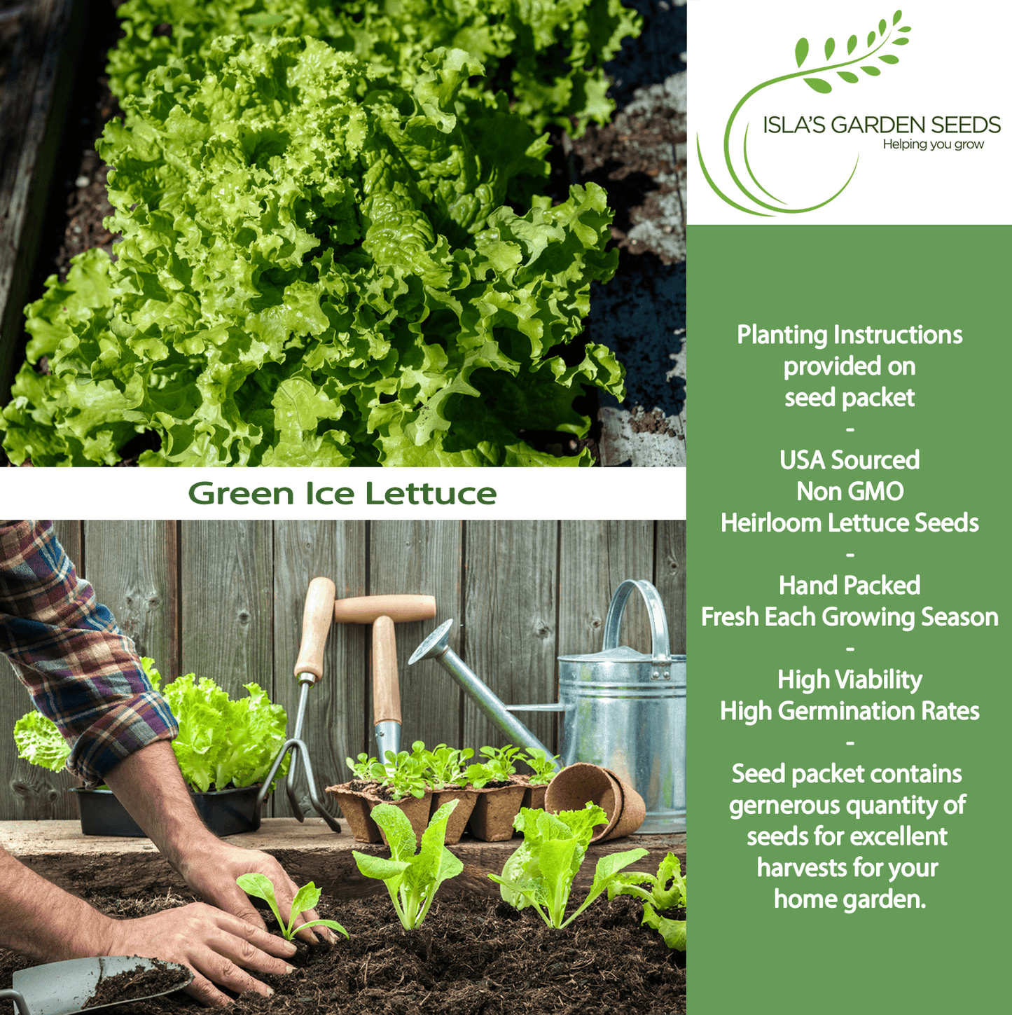 Green Ice Lettuce | 1000 Seeds/Pk
