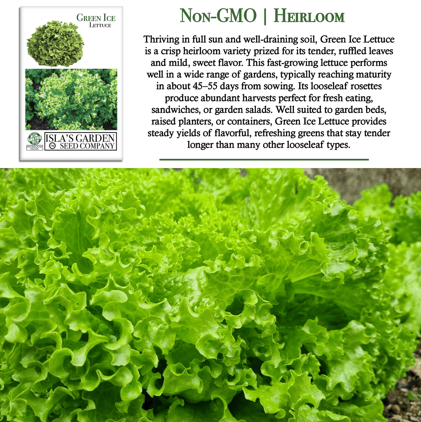 Green Ice Lettuce | 1000 Seeds/Pk