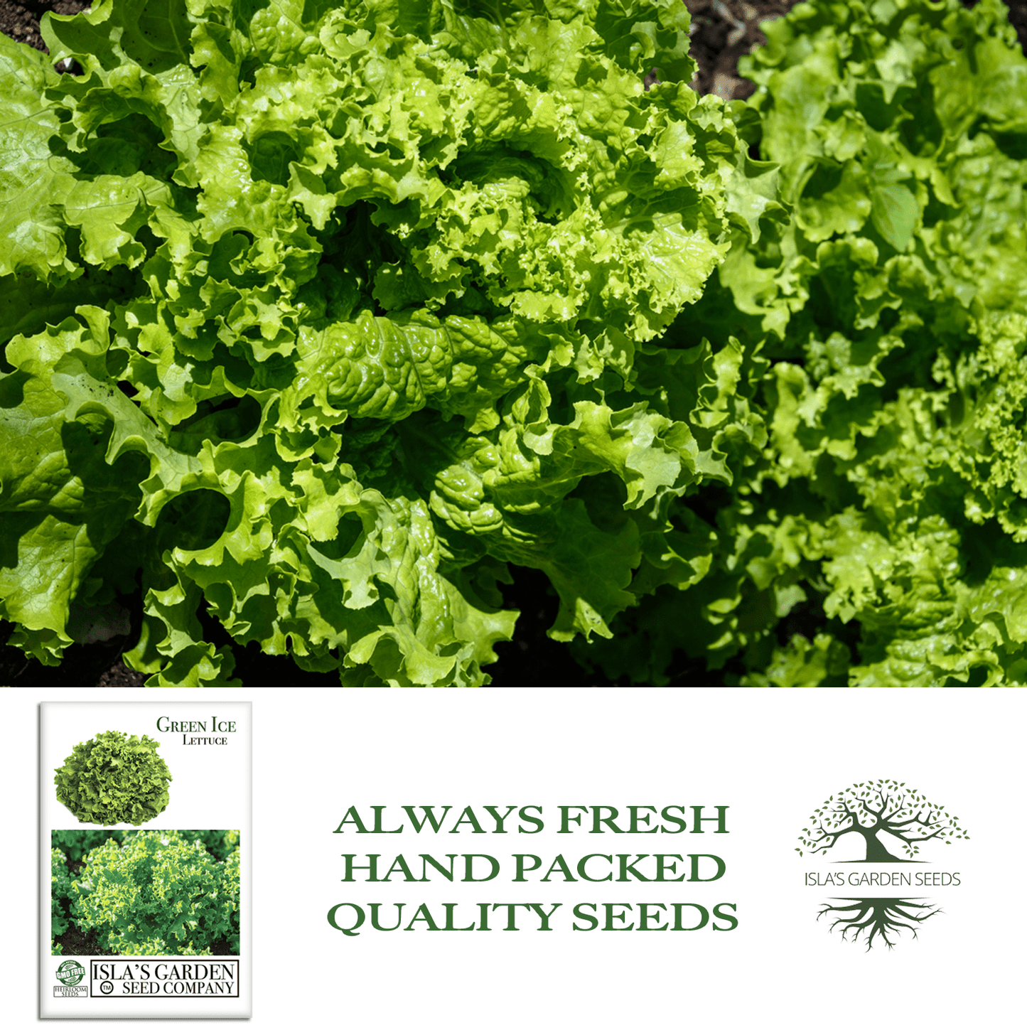 Green Ice Lettuce | 1000 Seeds/Pk