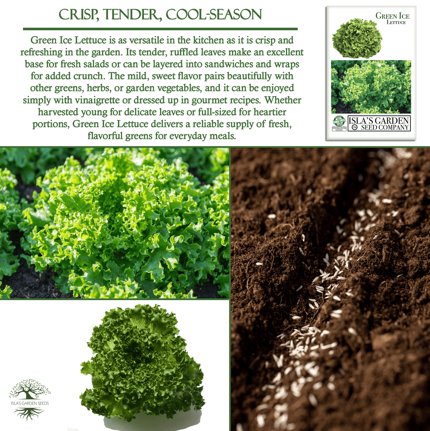 Green Ice Lettuce | 1000 Seeds/Pk