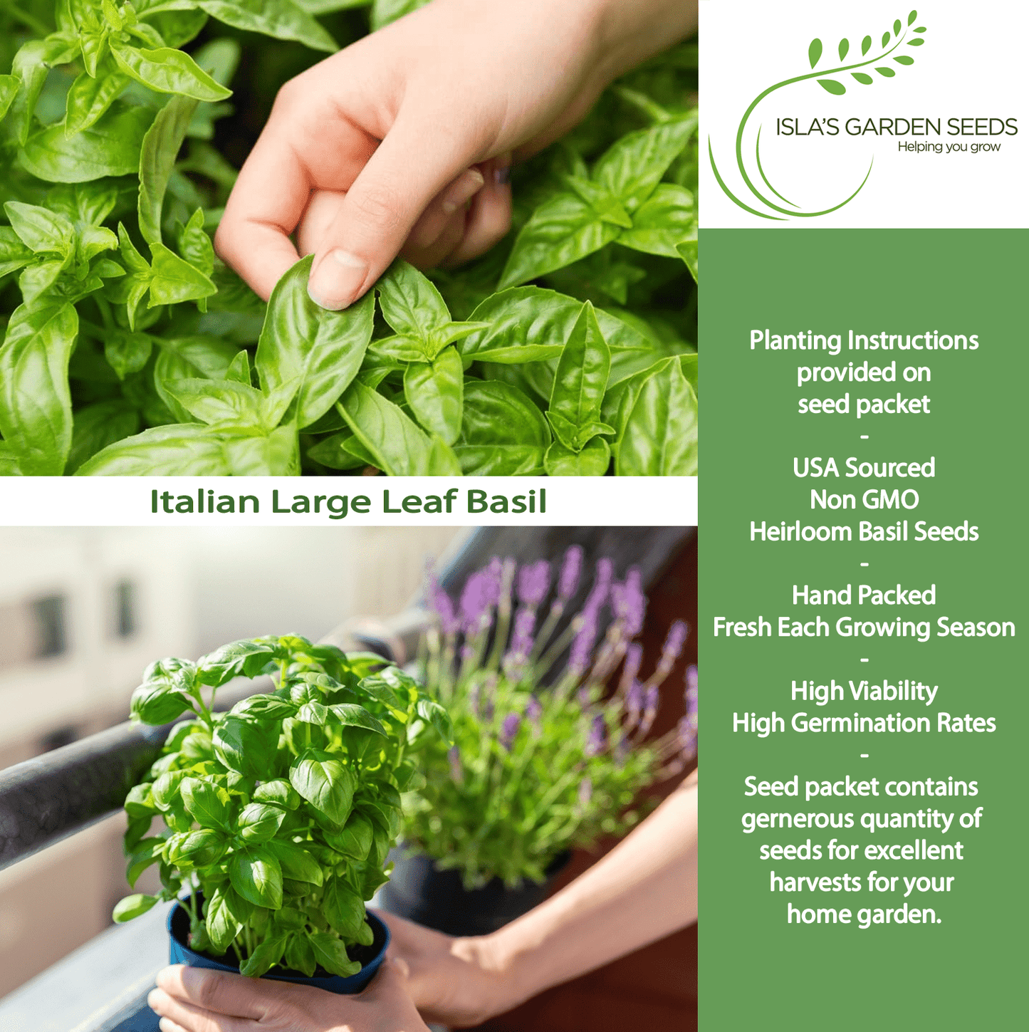Italian Large Leaf Basil | 500 Seeds/Pk