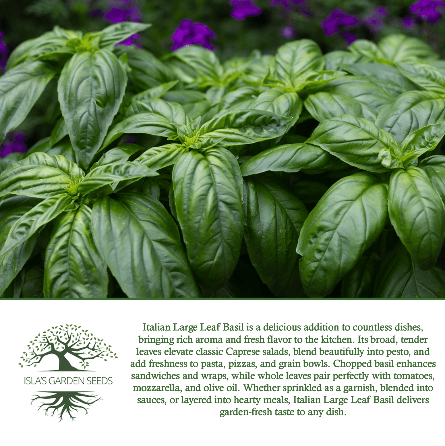 Italian Large Leaf Basil | 500 Seeds/Pk