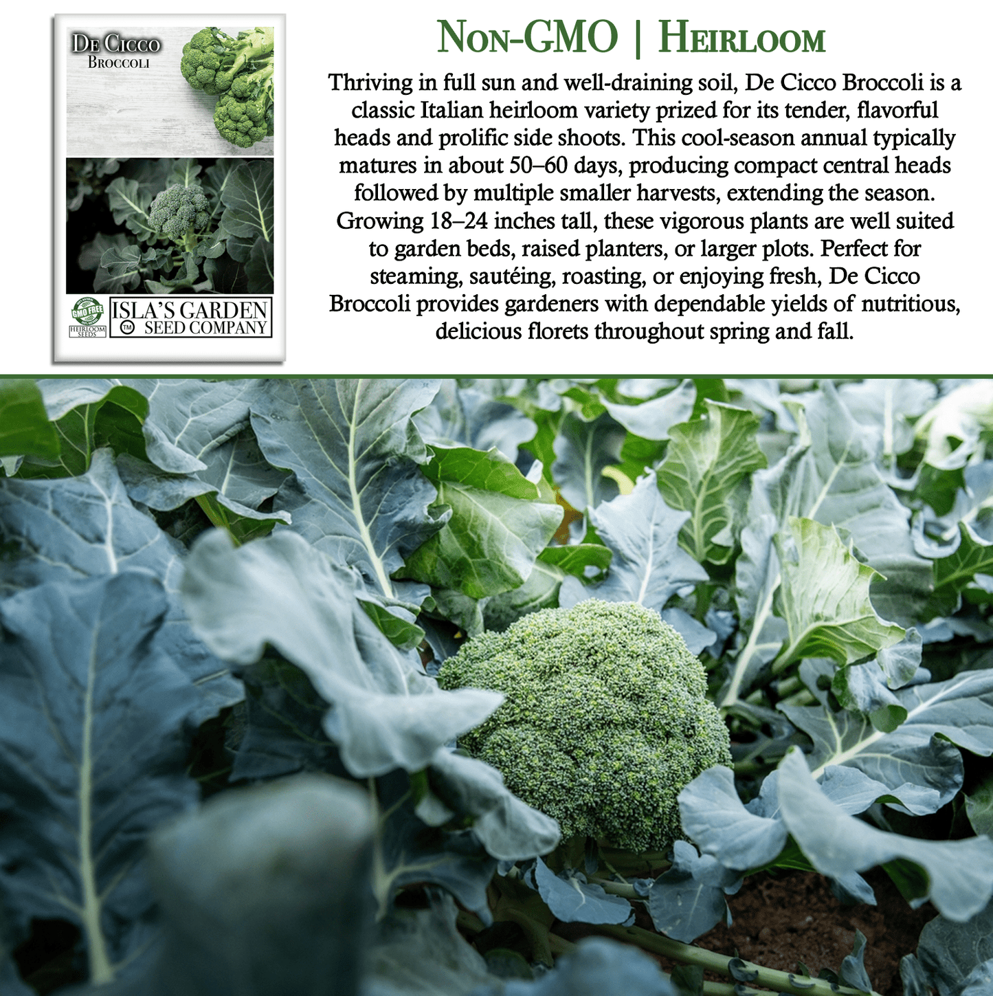 De Cicco Broccoli | 300 Seeds/Pk