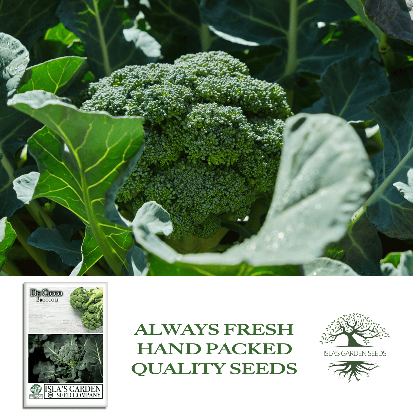 De Cicco Broccoli | 300 Seeds/Pk
