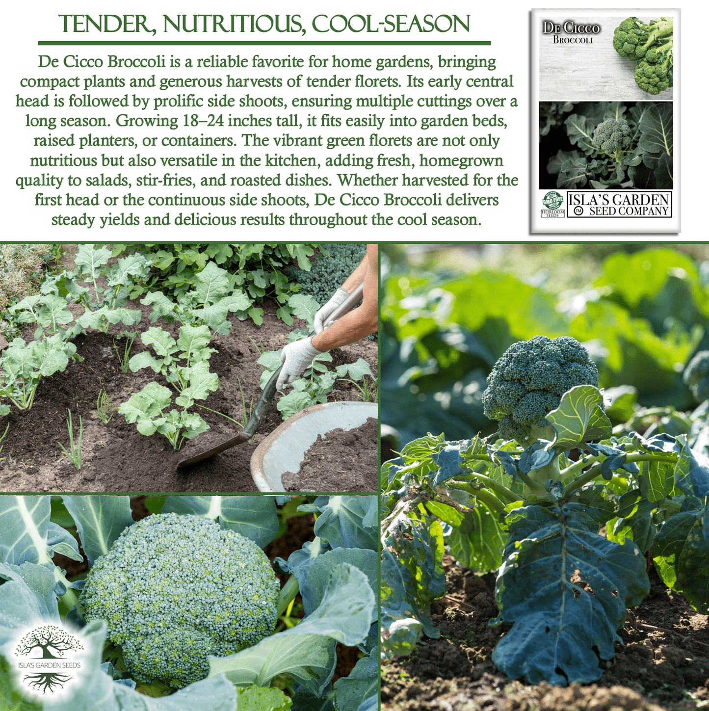 De Cicco Broccoli | 300 Seeds/Pk