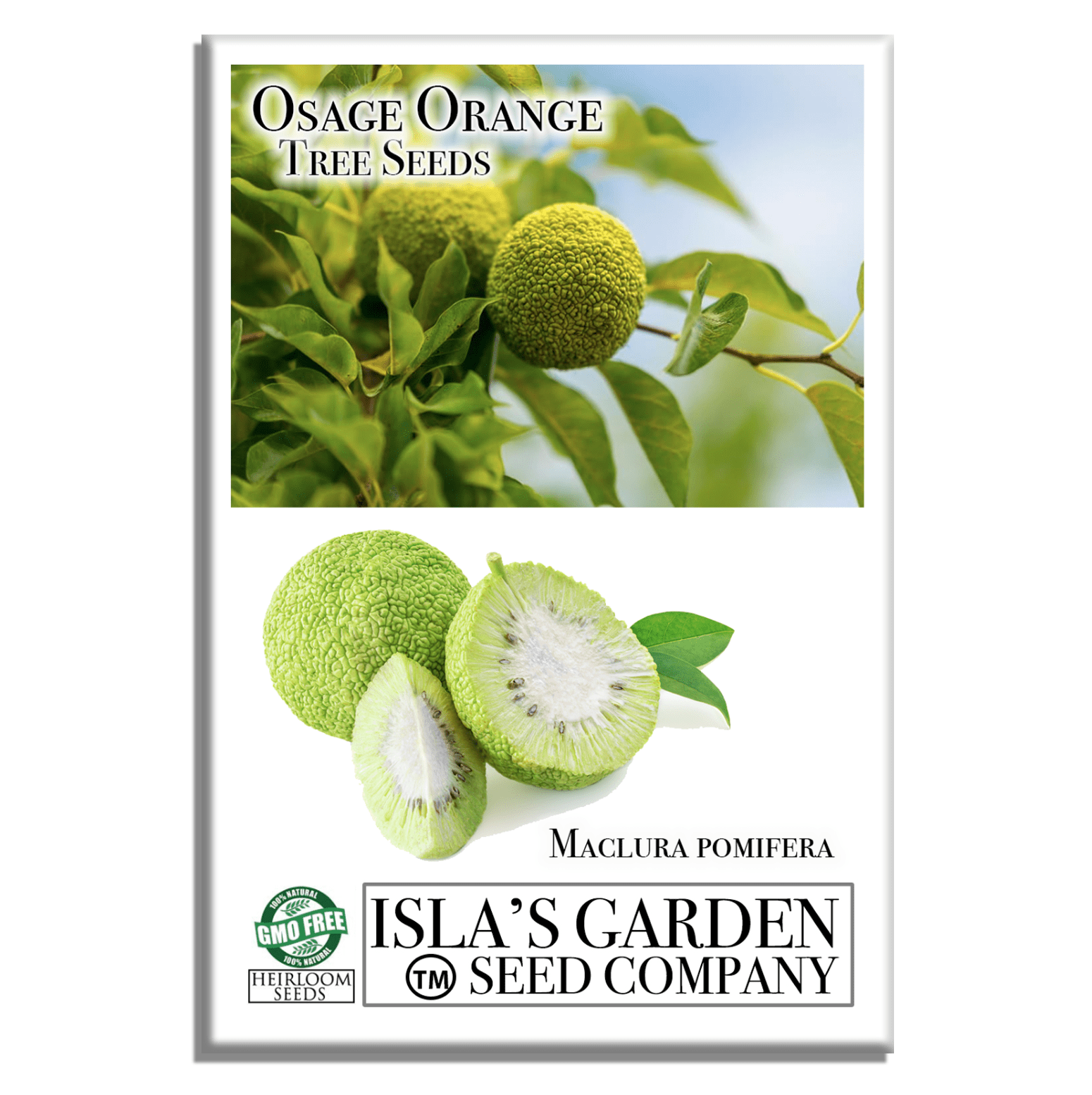 orange plant seeds Osage Orange Tree, 30+ Premium Heirloom Seeds, Exotic & Rare, 60-80% Germination Rates, (Isla's Garden Seeds), Non GMO Seeds