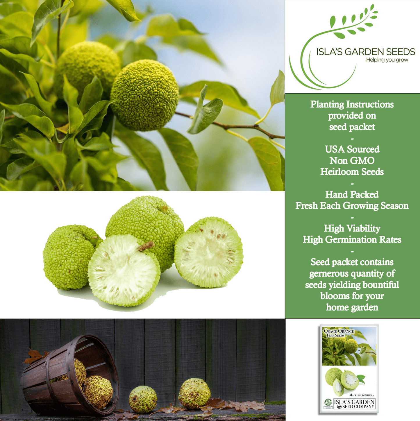 Osage Orange Tree Seeds | 30 Seeds/Pk