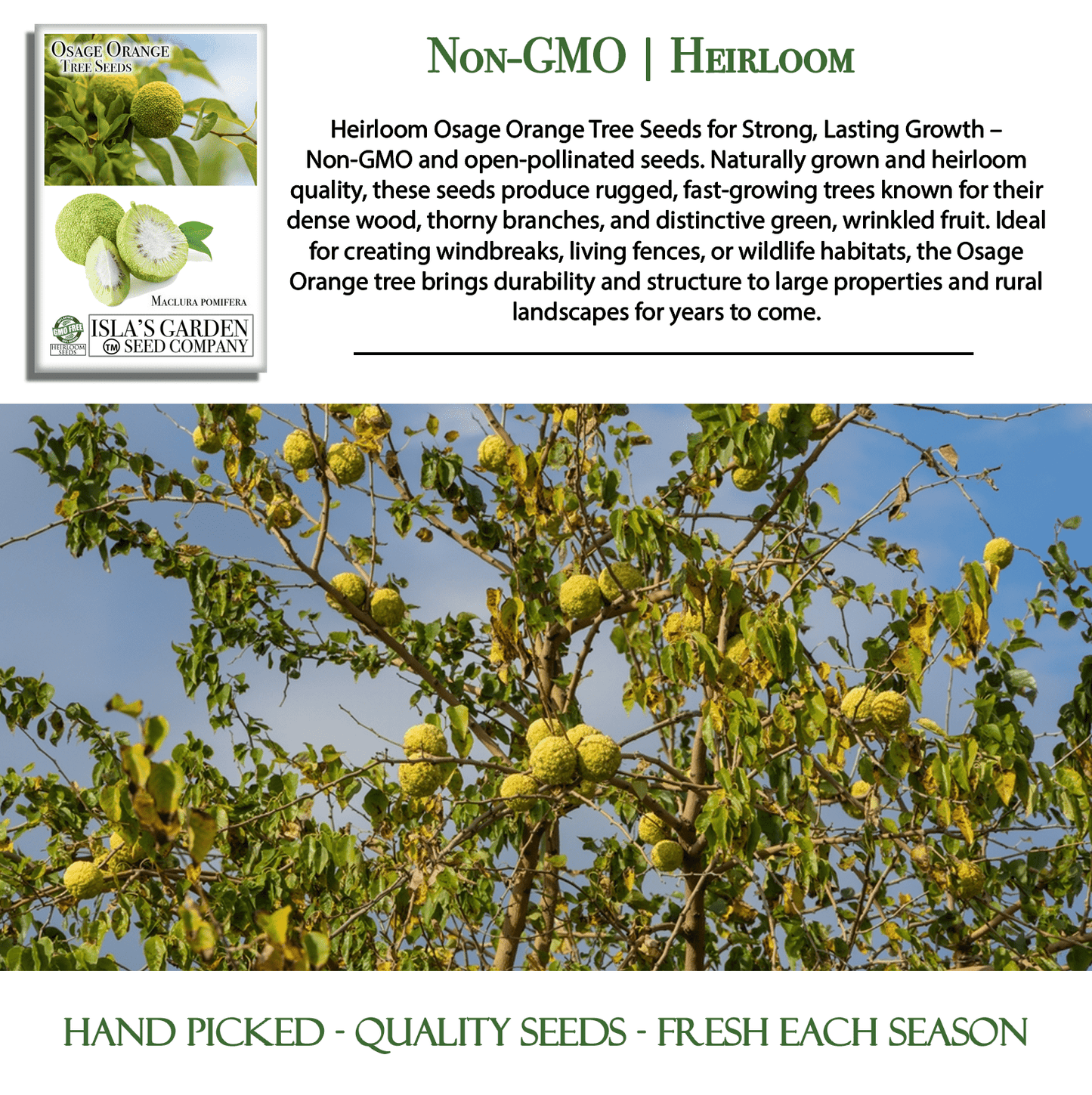Osage Orange Tree Seeds | 30 Seeds/Pk