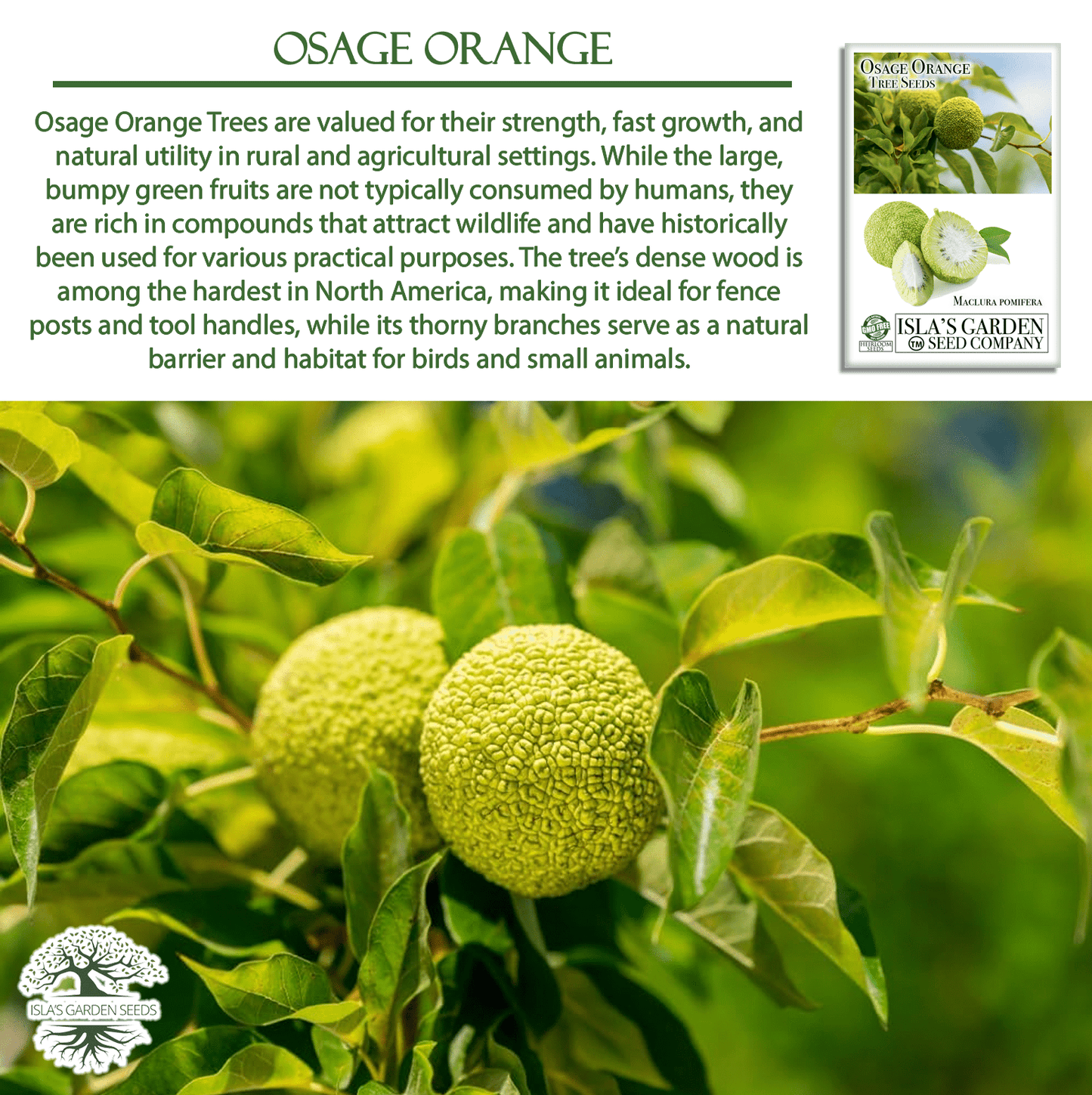 Osage Orange Tree Seeds | 30 Seeds/Pk
