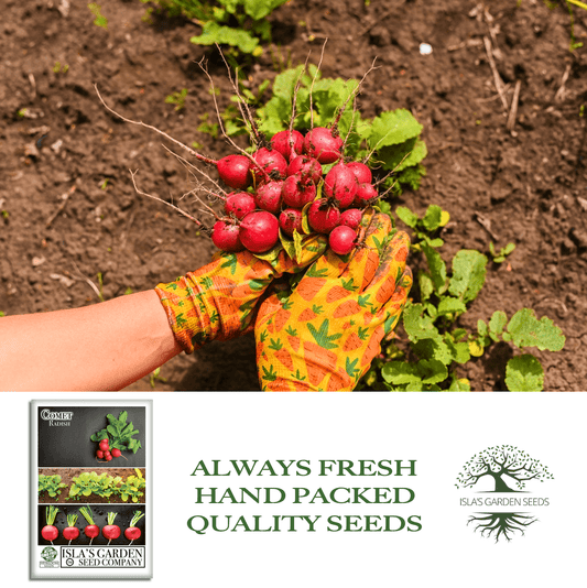 Comet Radish | 200 Seeds/Pk