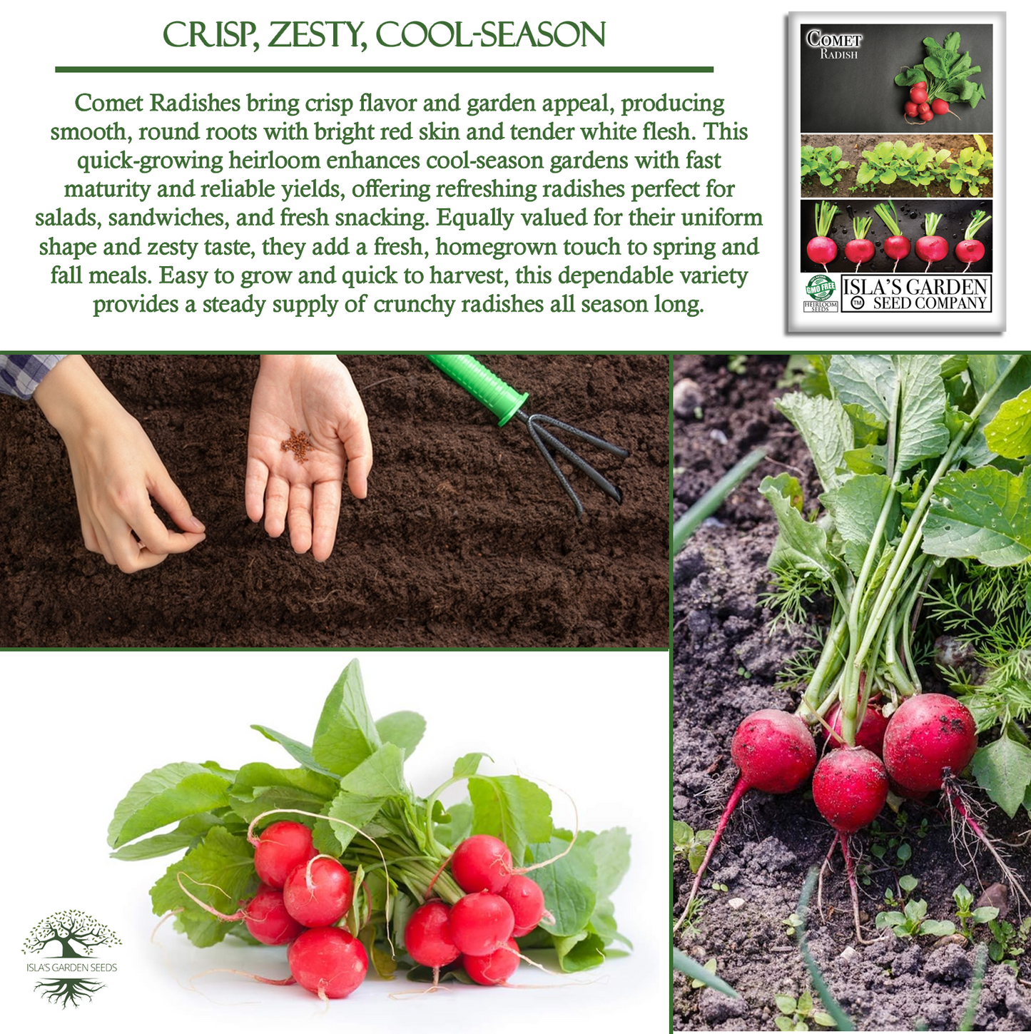 Comet Radish | 200 Seeds/Pk