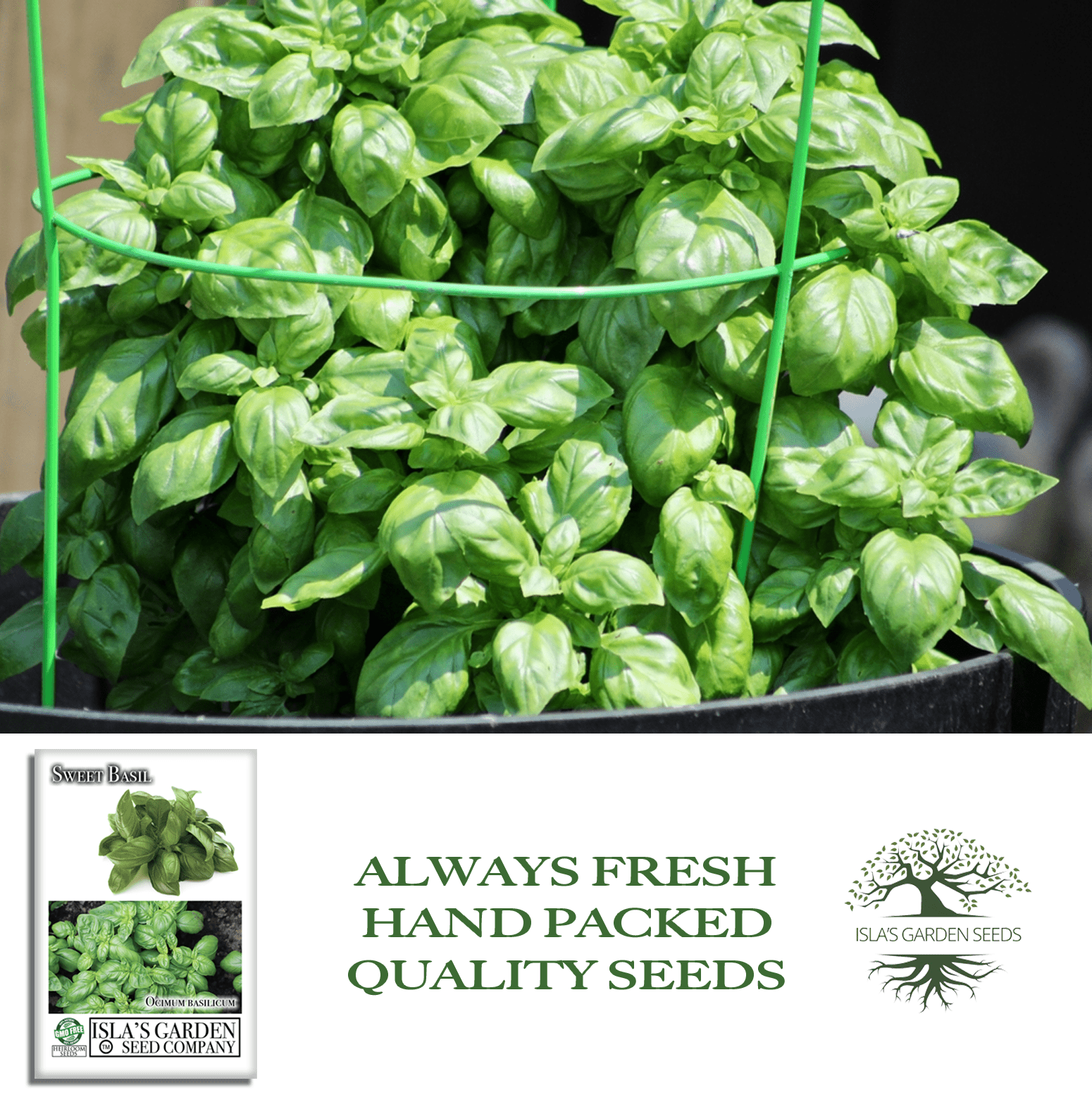 Sweet Basil | 250 Seeds/Pk