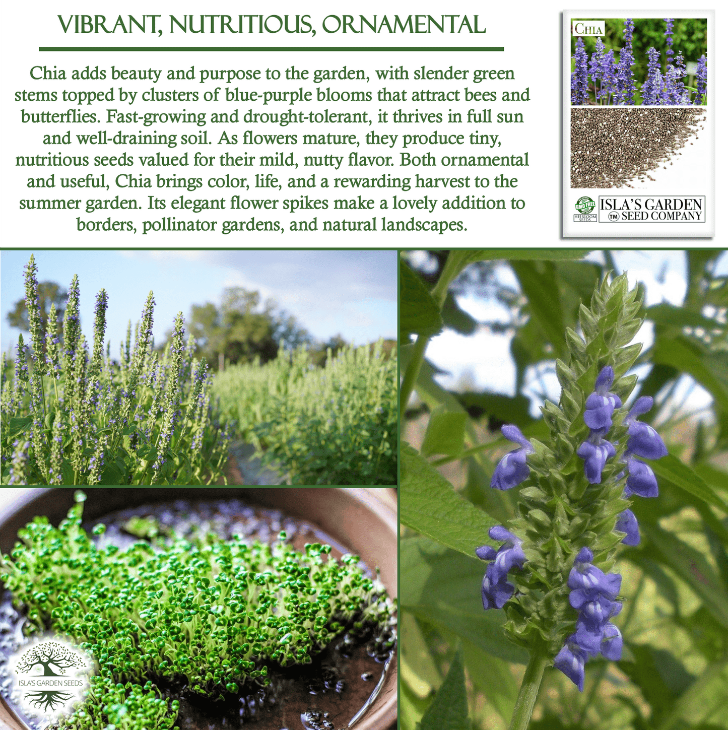 Chia | 200 Seeds/Pk