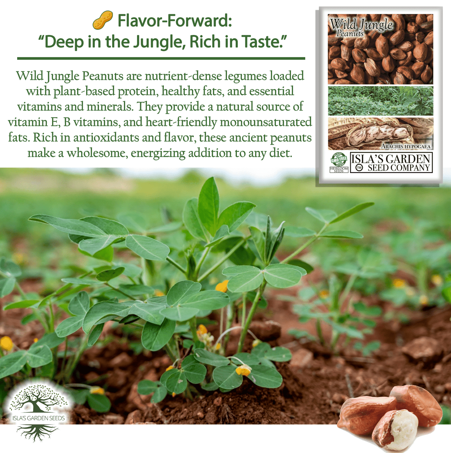 Wild Jungle Peanuts | 20 Seeds/Pk