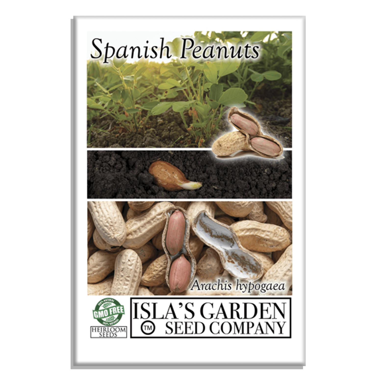 heirloom peanut seeds for planting Spanish Peanut Seeds (Arachis hypogaea) 20 Non-GMO Heirloom by Islas Garden Seeds, Early-Maturing Variety with Bold Flavor, Great for Roasting, Snack