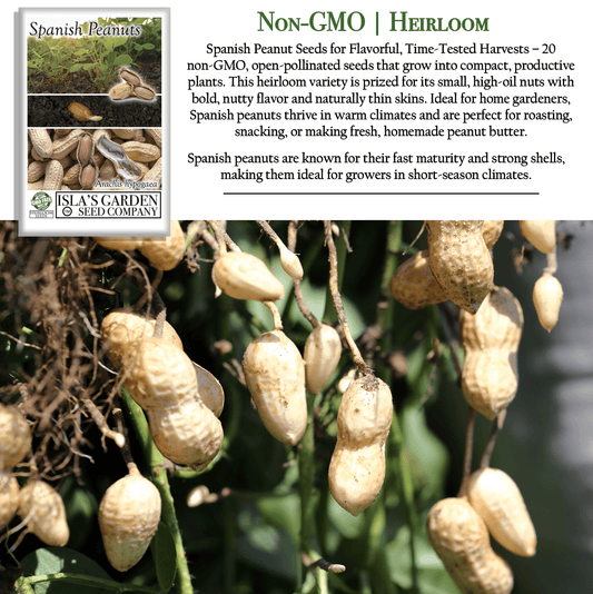 Spanish Peanut Seeds - 20 Seeds/Pk
