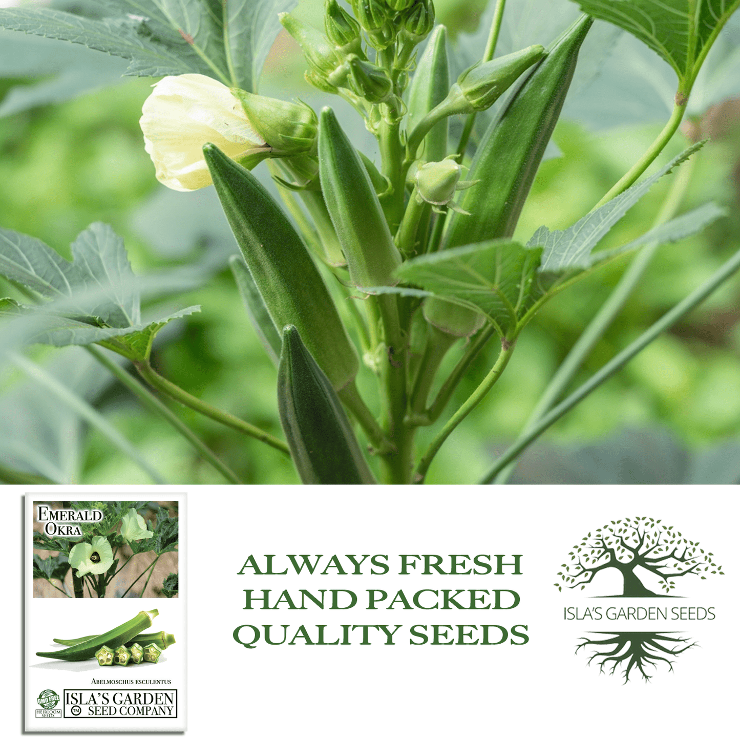 Emerald Okra | 50 Seeds/Pk