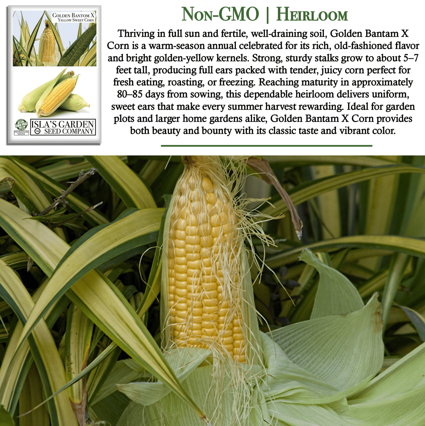 Golden X Bantam Sweet Corn | 50 Seeds/Pk