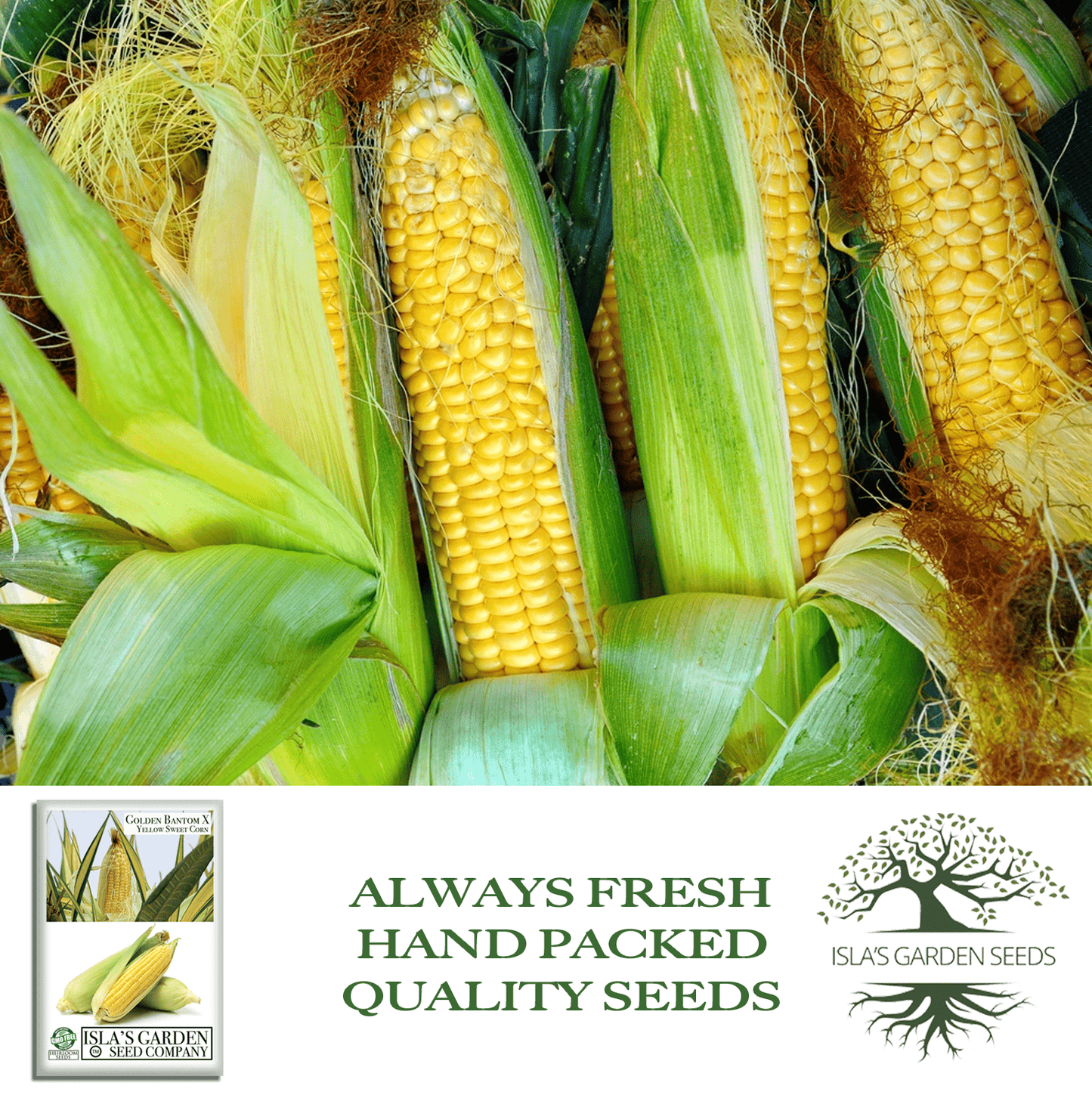 Golden X Bantam Sweet Corn | 50 Seeds/Pk