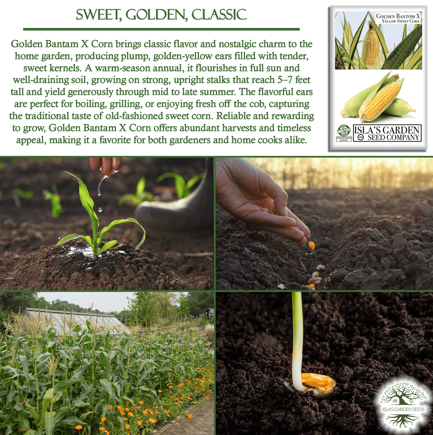 Golden X Bantam Sweet Corn | 50 Seeds/Pk