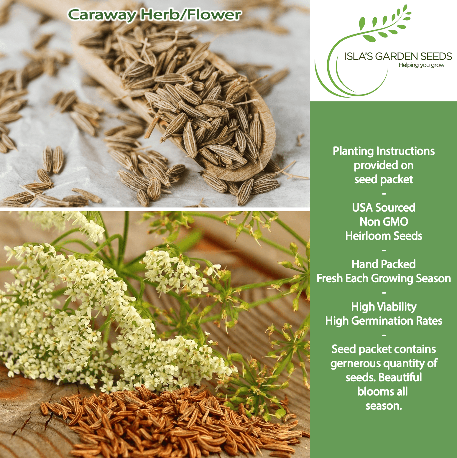 Caraway Herb | 100 Seeds/Pk