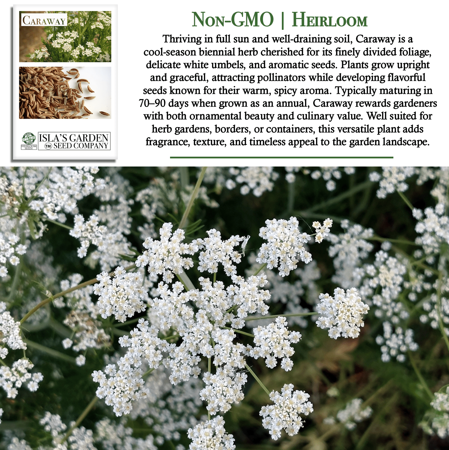 Caraway Herb | 100 Seeds/Pk