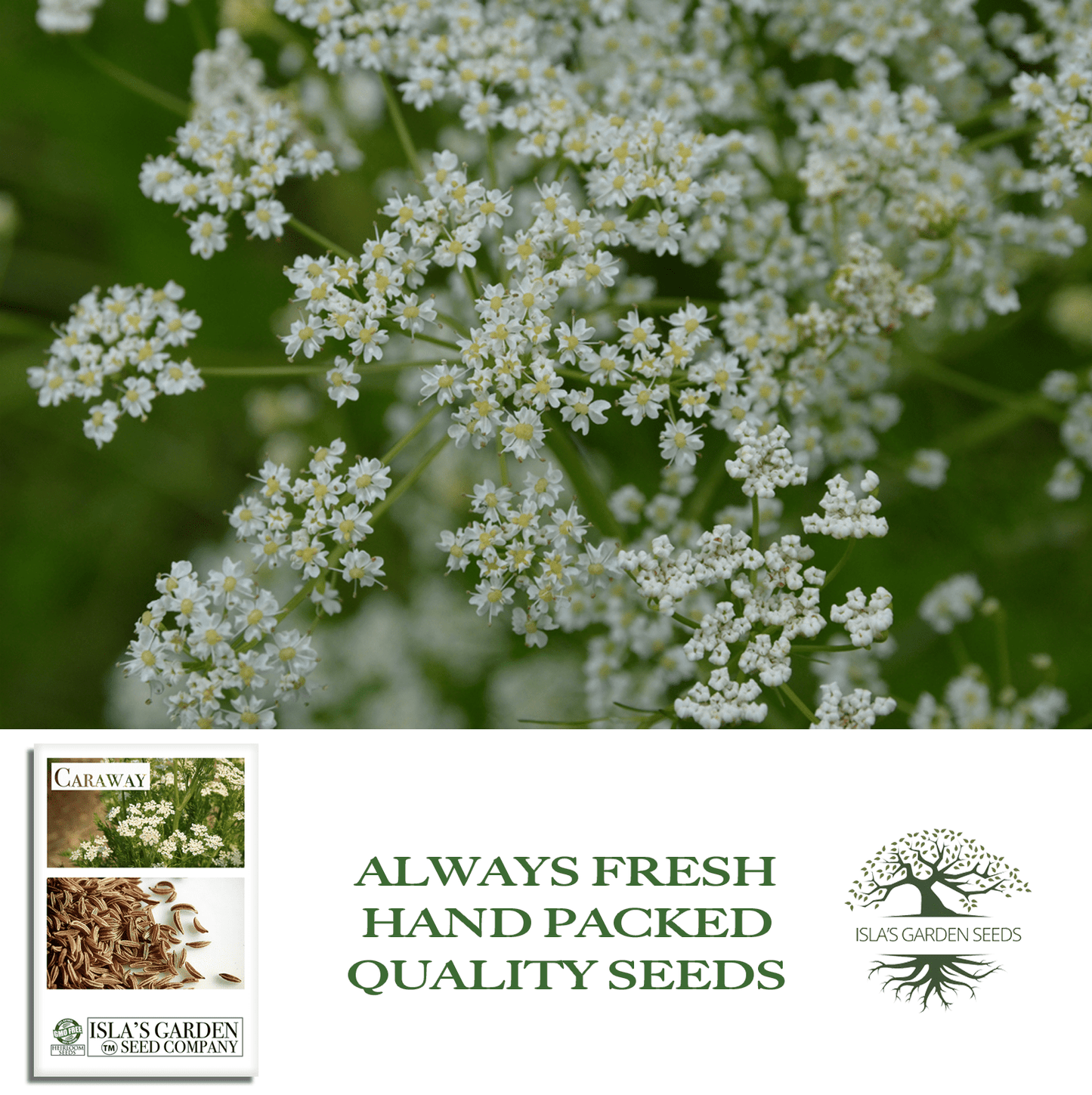 Caraway Herb | 100 Seeds/Pk
