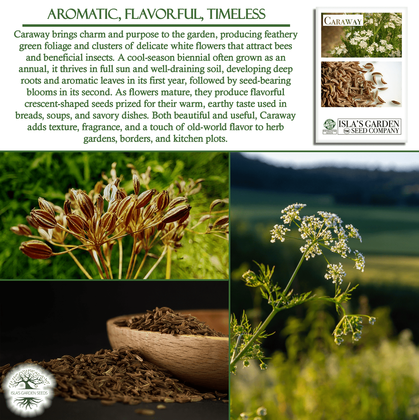 Caraway Herb | 100 Seeds/Pk