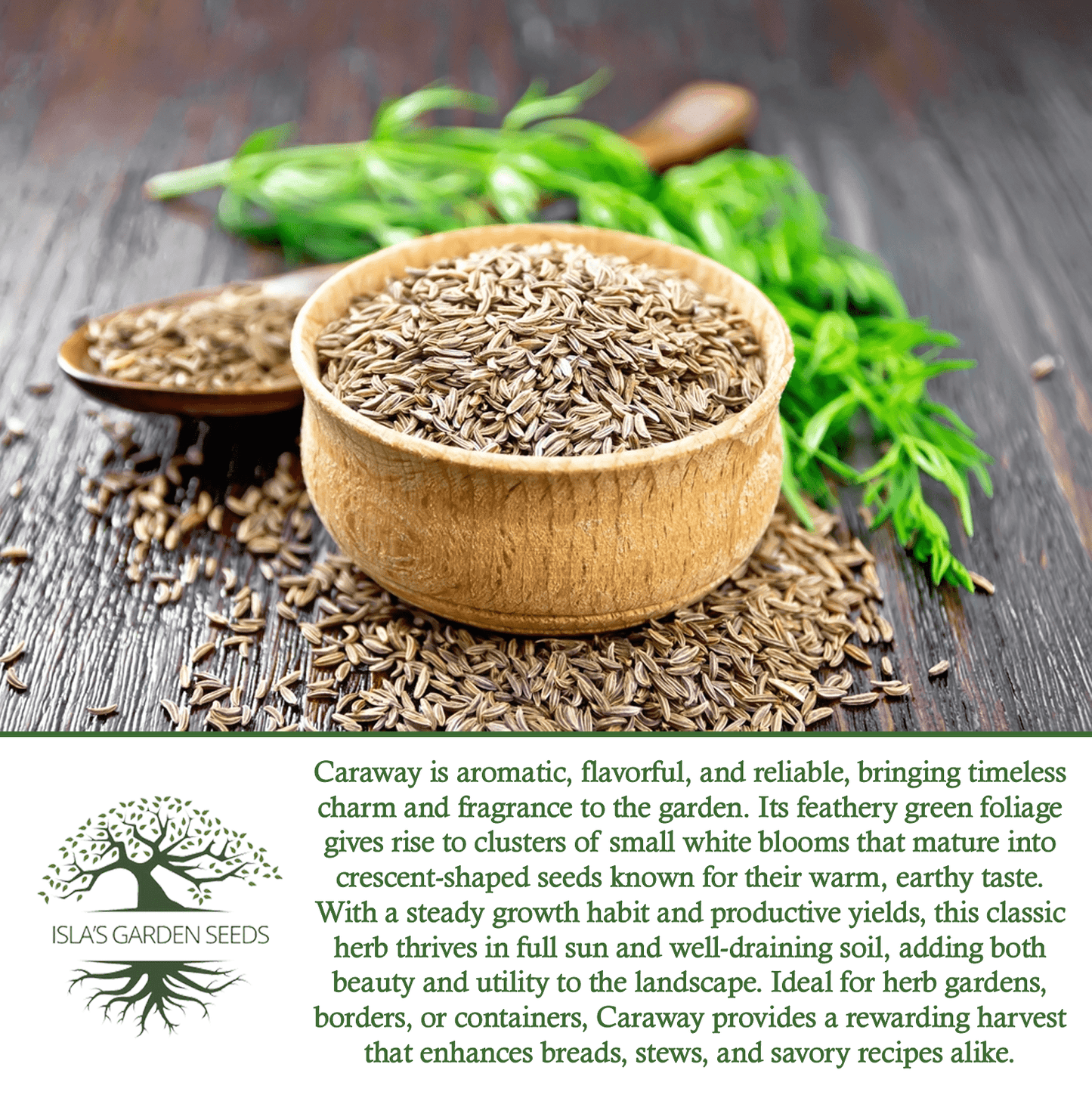 Caraway Herb | 100 Seeds/Pk