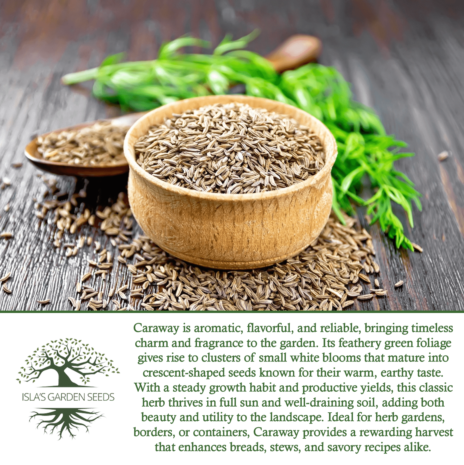 Caraway Herb | 100 Seeds/Pk
