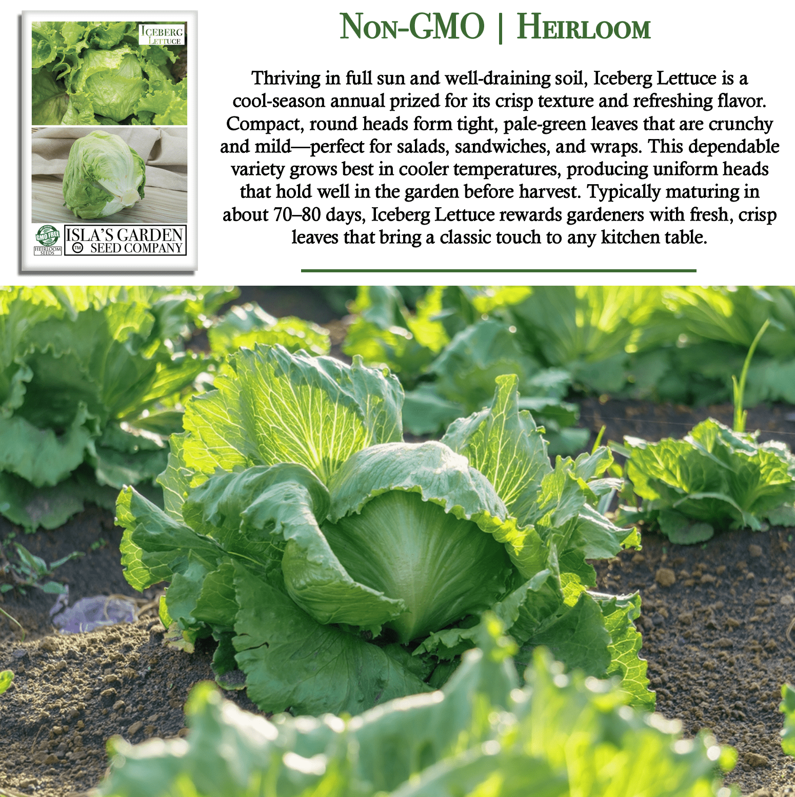 Iceberg Lettuce | 2500 Seeds/Pk