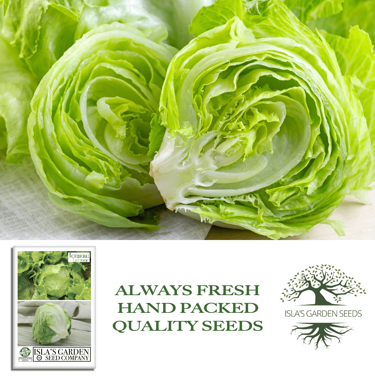 Iceberg Lettuce | 2500 Seeds/Pk
