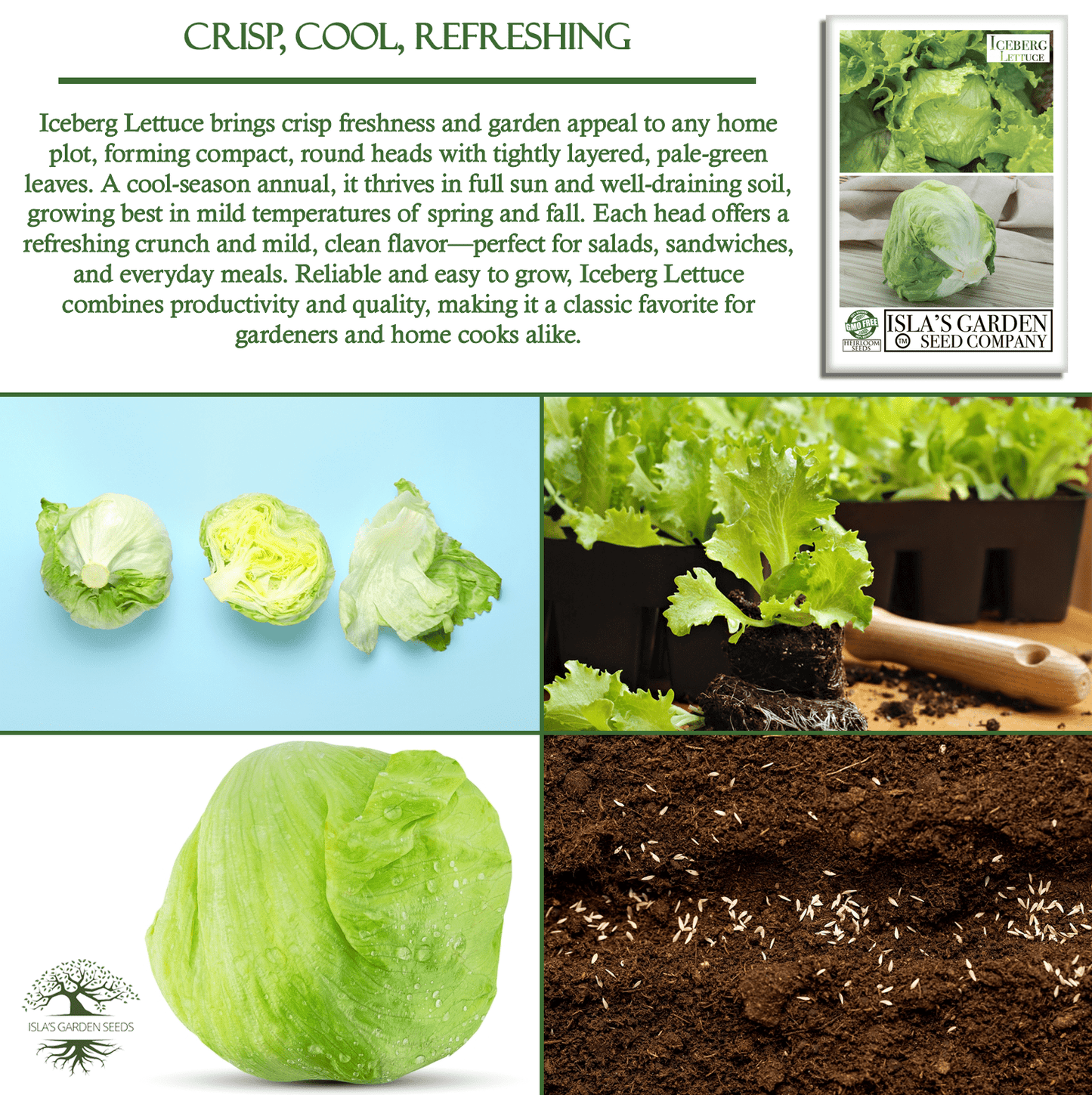 Iceberg Lettuce | 2500 Seeds/Pk