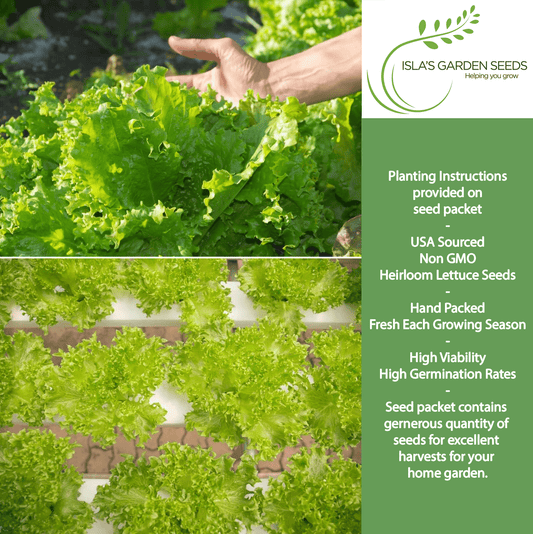 Grand Rapids TBR Lettuce | 1000 Seeds/Pk