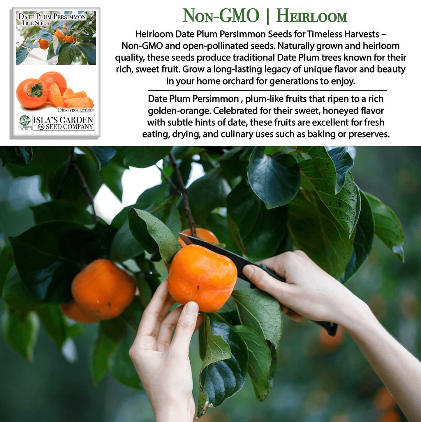 Date Plum Persimmon | 30 Seeds/Pk