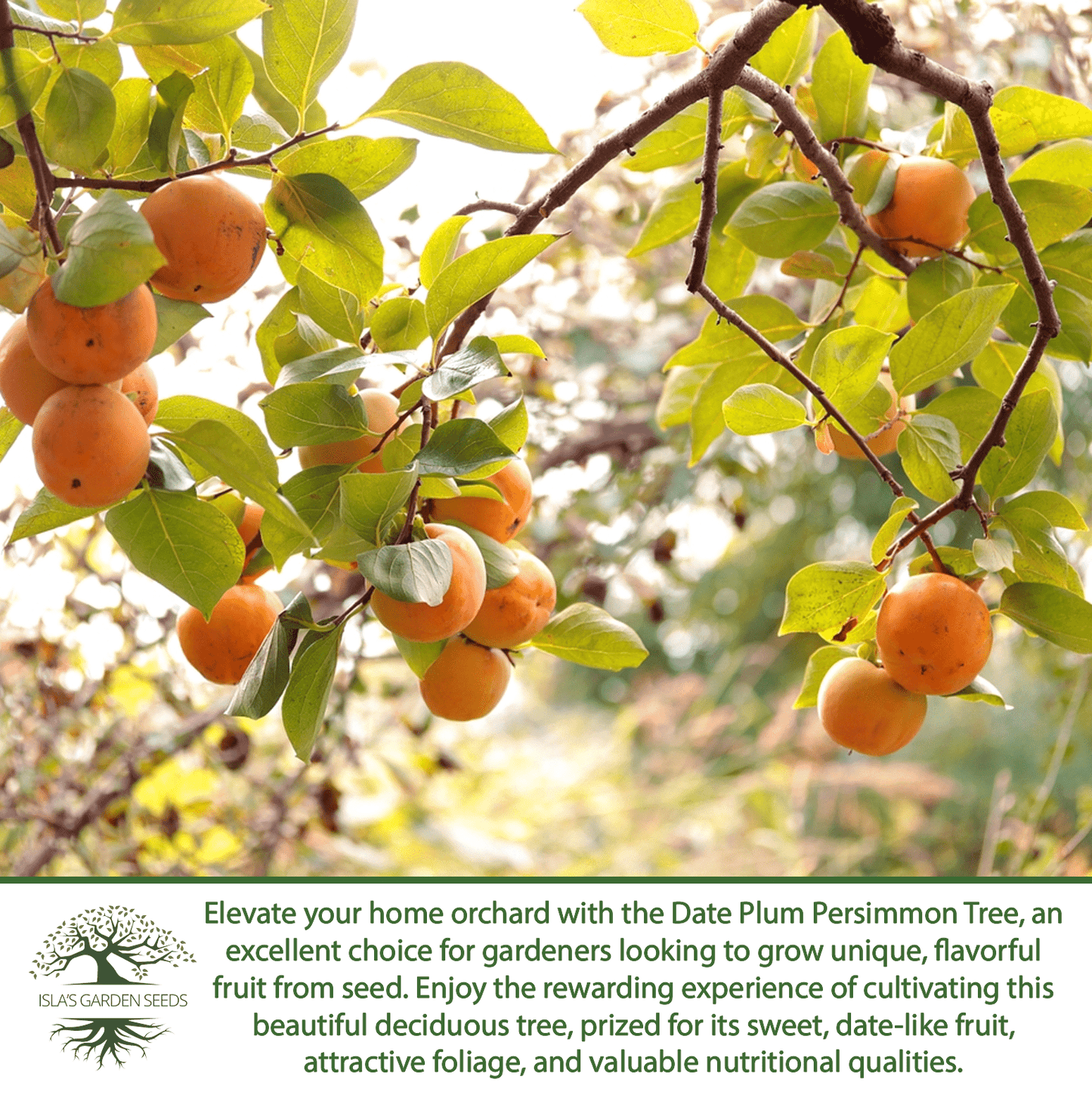 Date Plum Persimmon | 30 Seeds/Pk