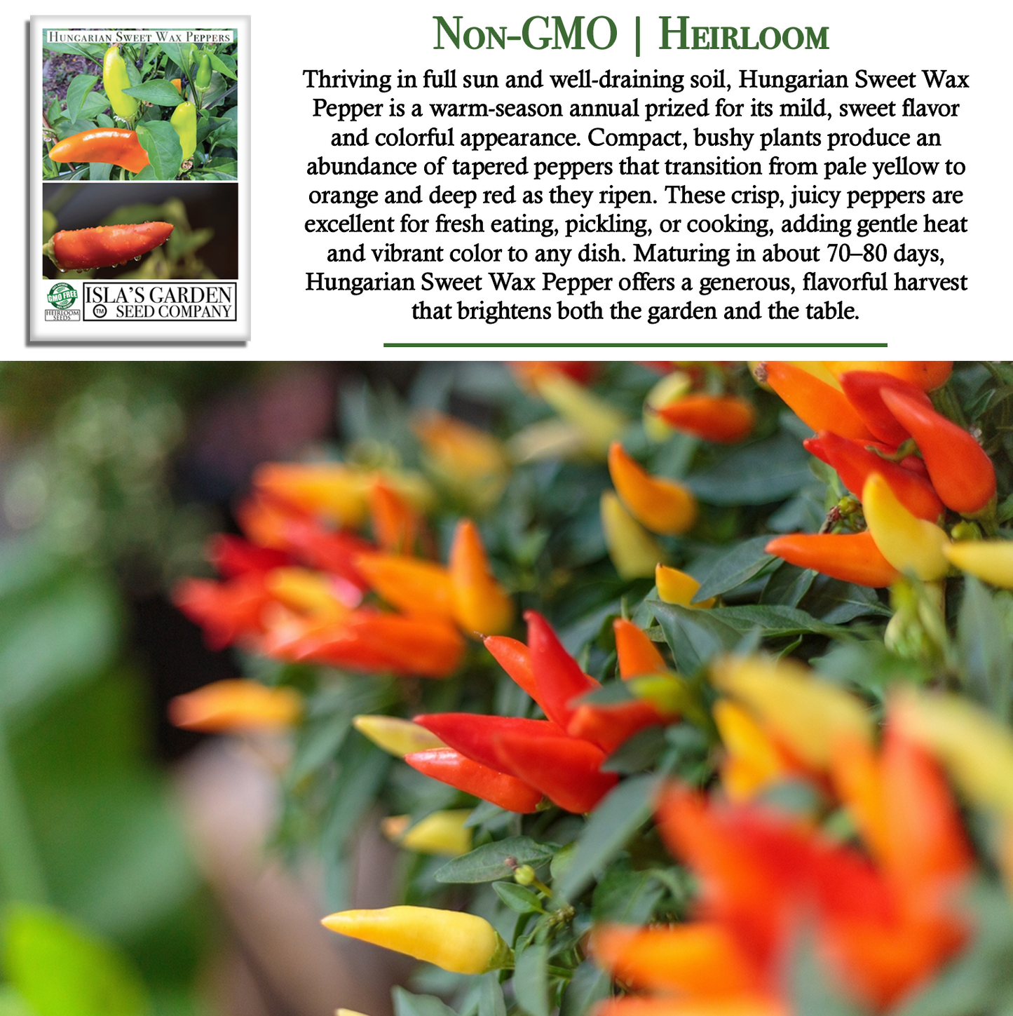 Hungarian Sweet Pepper | 100 Seeds/Pk