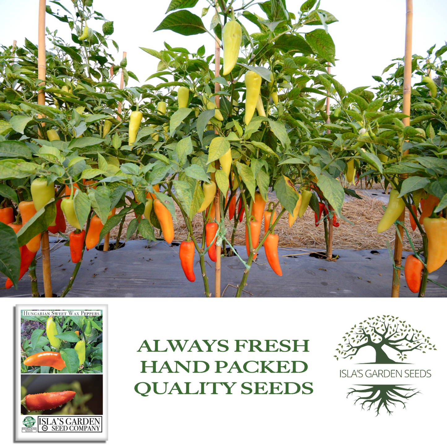 Hungarian Sweet Pepper | 100 Seeds/Pk