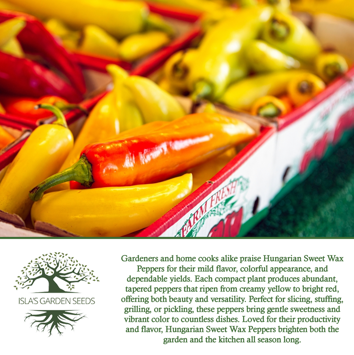 Hungarian Sweet Pepper | 100 Seeds/Pk